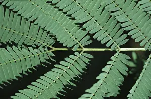 Leaves