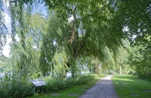 Leaves and branches of the trees in the Bremervorde Nature and Adventure Park on Lake Vorder move in the wind