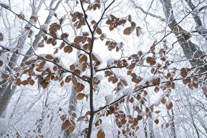 Leaves of copper beech (Fagus sylvatica) covered with hoarfrost and snow