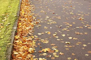 Leaves fallen from Maple Tree, Autumn foliage Golden Yellow leaves