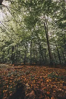 Leaves on the forest floor in the Deister forest near Hanover