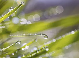 Leaves of grass with dewdrops, Austria