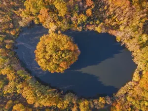 The leaves on the trees around the Gaenseweiher pond near Maintal-Bischofsheim