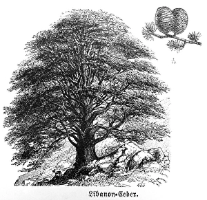 Lebanon cedar (Cedrus libani) with flower cones, conifers (Coniferales), evergreen tree, age up to 1000 years, stony ground, travelling in Asia, Near East, Lebanon, historical illustration 1887, Asia