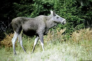 Lech, Alces Alces, moose standing at the edge of the forest