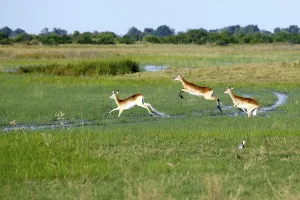 Lechwe or Southern Lechwe (Kobus leche)
