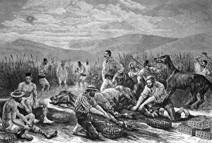 Leech fishing with the help of horses