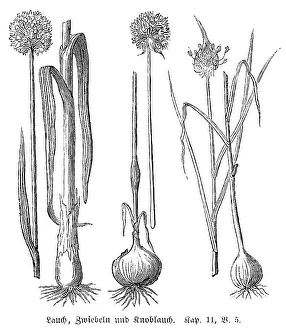 Leeks (Alium Porrum), onions (Alium Cepa) and garlic (Alium Sativum)
