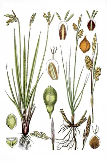 Left, Birds Foot Sedge (Carex ornitopoda)