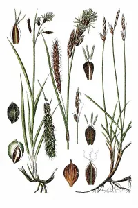 Left, Blue Sedge (Carex glauca)