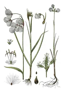 Left, Broad Leafed Cotton Grass (Eriophorum latifoilum)