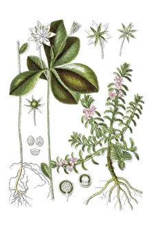 Left: chickweed wintergreen (Trientalis europaea)