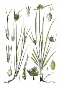 Left, Cyperus Sedge (Carex muricata)