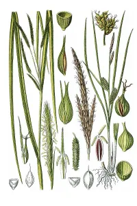 Left, Cypress-like Sedge (Carex pseudocyperus)