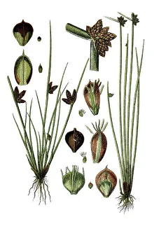 Left, Dwarf Club-rush (Cyperus supinus)