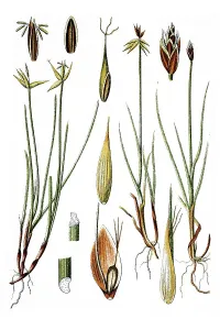Left, Fewflower Sedge (Carex pauciflora)