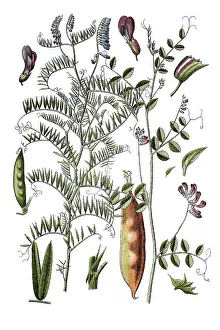 Left: fine-leaved vetch (Vicia tenuifolia)