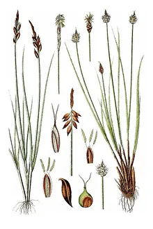Left, Flea Sedge (Carex pulicaris)