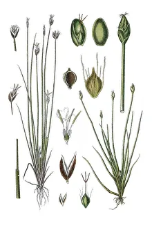 Left, Fuzzy Flatsedge (Cyperus pauciflorus)