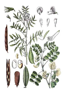Left: Goat's rue (Galega officinalis)