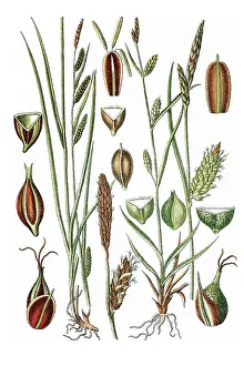 Left, Green-ribbed Sedge (Carex michelii)