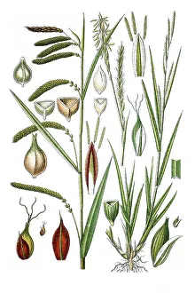 Left, Hanging, Drooping or Weeping Sedge (Carex pendula)