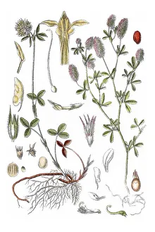Left: Isabel Clover (Trifolium ochroleucum) Pale yellow clover