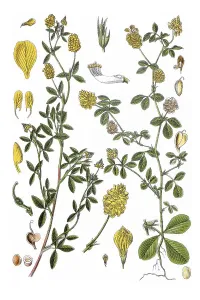 Left: Large Hop Trefoil (Trifolium aureum)