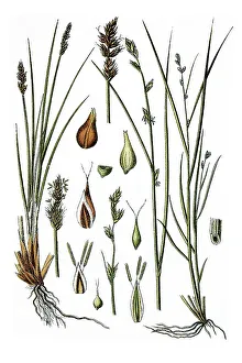 Left, Lesser Panicled Sedge (Carex teretiuscula)