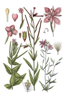 Left: marsh willowherb (Epilobium palustre)