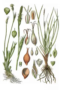 Left, Michaeli's Sedge (Carex michelii)