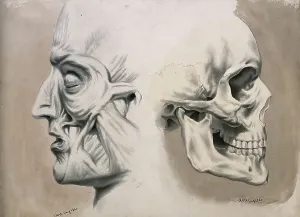 (left) with muscles and tendons