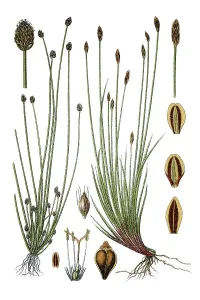 Left, Ovateleaf Flatsedge (Cyperus pauciflorus)