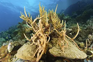 Left, ox heart ascidian (Polycarpa aurata)