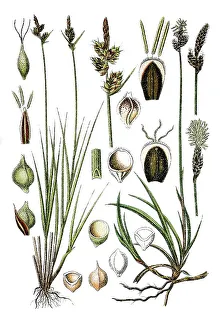 Left, Pill Sedge (Carex pilulifera)