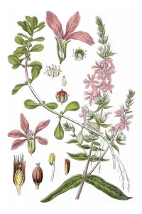 Left: Purple loosestrife (Lythrum salicaria)