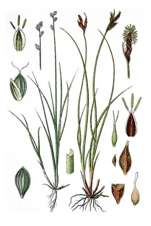 Left, Ryegrass Sedge (Carex loliacea)