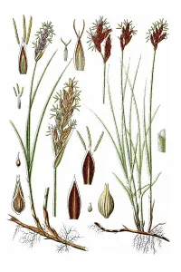 Left, Sand Sedge (Carex arenaria)