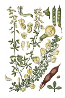 Left: Schwarzer Geissssklee broom (Genista nigricans)