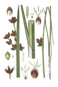 Left, Triangular Club-rush (Cyperus triqueter)
