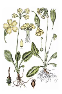 Left: True oxlip (Primula elatior)