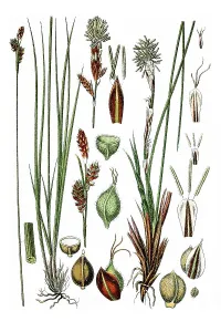 Left, Umbrosa Sedge (Carex umbrosa)