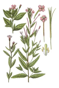 Left: willowherb (Epilobium adnatum)