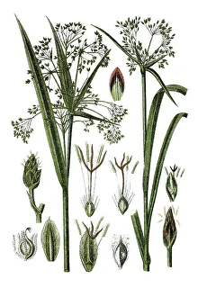 Left, Wood Club-rush (Cyperus silvaticus)
