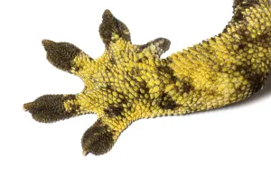 Legs and feet of a Crested gecko