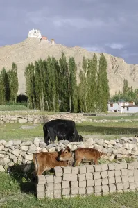 Leh Oase with cattle in the foreground