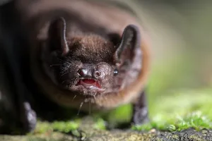 Leisler's Bat (Nyctalus leisleri) adult