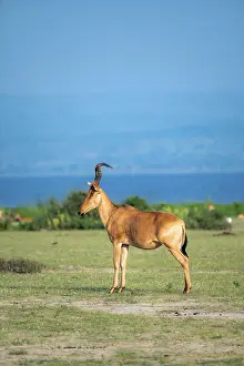 Lelwel hartebeest (Alcelaphus lelwel)