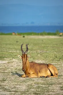 Lelwel hartebeest (Alcelaphus lelwel) sitting