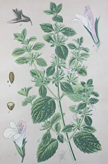 Lemon balm (Melissa officinalis)